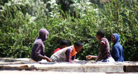 Estate workers sorting coffee beans on drying beds