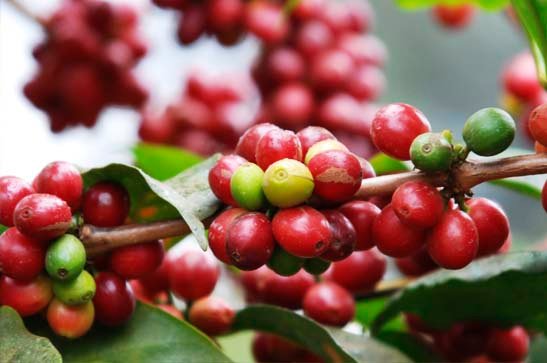 Ripe red coffee cherries on the branch ready for picking during a farm tour
