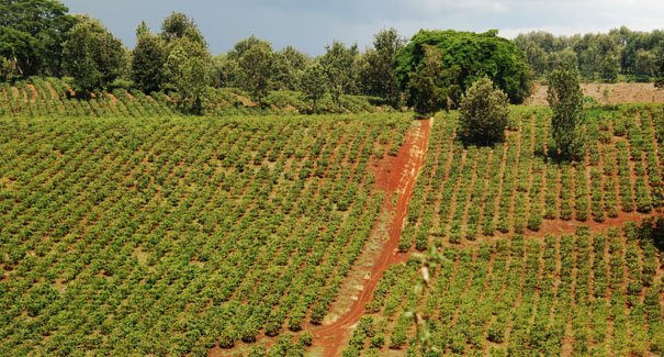 The Vohora family standing on the Edelweiss Estate grounds