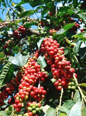 Coffee cherry picking on Edelweiss Estate surrounded by lush green hills
