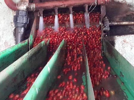 Coffee cherries being washed and pulped in the wet mill