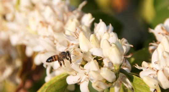 Bee pollinating coffee blossoms on Edelweiss Estate