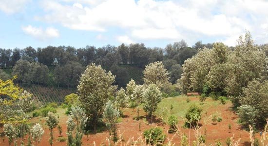 Agroforestry trees planted on the estate hillside alongside coffee rows