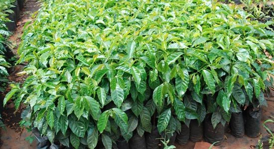 Macadamia seedlings growing in the estate nursery