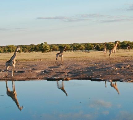 Giraffes at a waterhole in the Tanzanian highlands near the estate